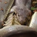 10. A python’s jaws can open far wider than its own head, a feat of anatomy that makes this possible.