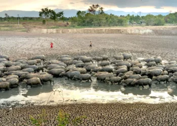 El Nino 2026 Could Bring a Drier Bali: BMKG Warns of Increased Drought Risk in Buleleng and Nusa Penida 40 Illustration of drought. Godzilla El Niño 2026 Threatens Bali (Hey Bali)