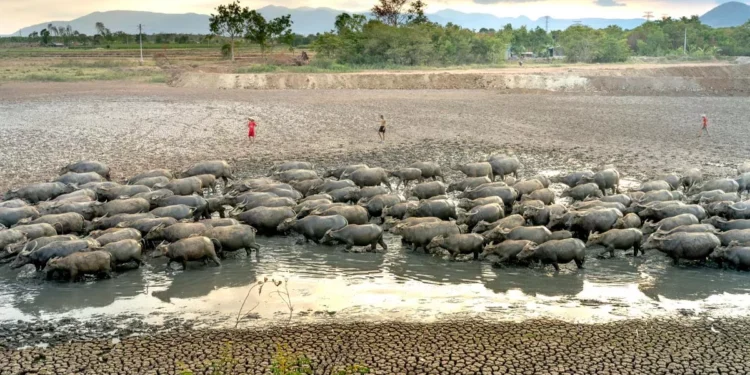 El Nino 2026 Could Bring a Drier Bali: BMKG Warns of Increased Drought Risk in Buleleng and Nusa Penida 37 Illustration of drought. Godzilla El Niño 2026 Threatens Bali (Hey Bali)