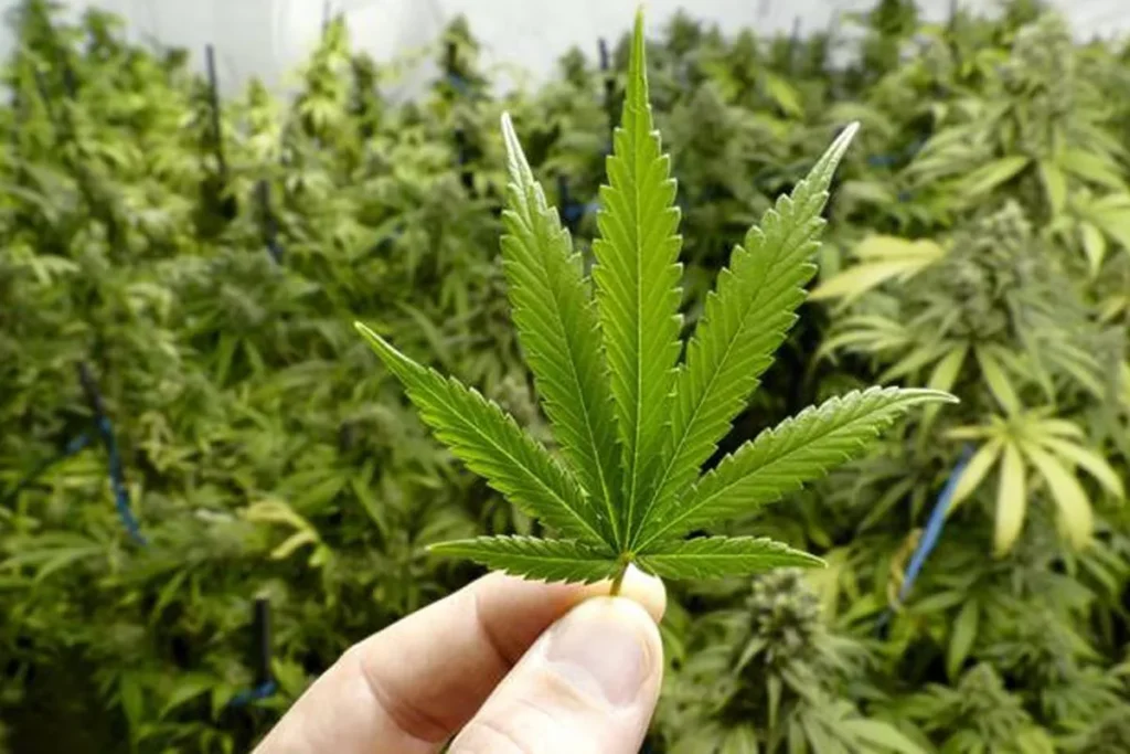 Illustration photo of a person holding a marijuana leaf