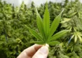 Dutch National Faces Nine Years in Bali Prison After Hydroponic Cannabis Operation Discovered in Denpasar 45 Illustration photo of a person holding a marijuana leaf