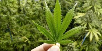 Illustration photo of a person holding a marijuana leaf