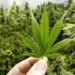 Dutch National Faces Nine Years in Bali Prison After Hydroponic Cannabis Operation Discovered in Denpasar 47 Illustration photo of a person holding a marijuana leaf