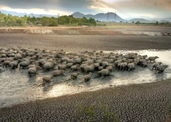 Bali Dry Season