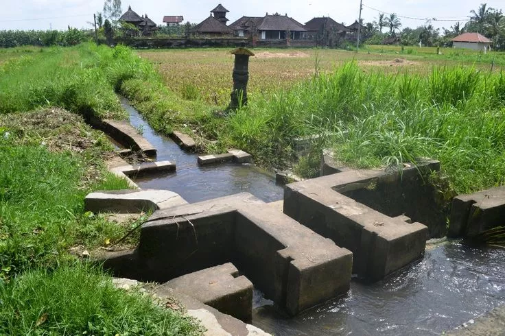 Saving Bali’s Subak in a Growing City Where Tradition Now Comes With a Salary 39
Photo of rice fields with a subak irrigation system in Bali
