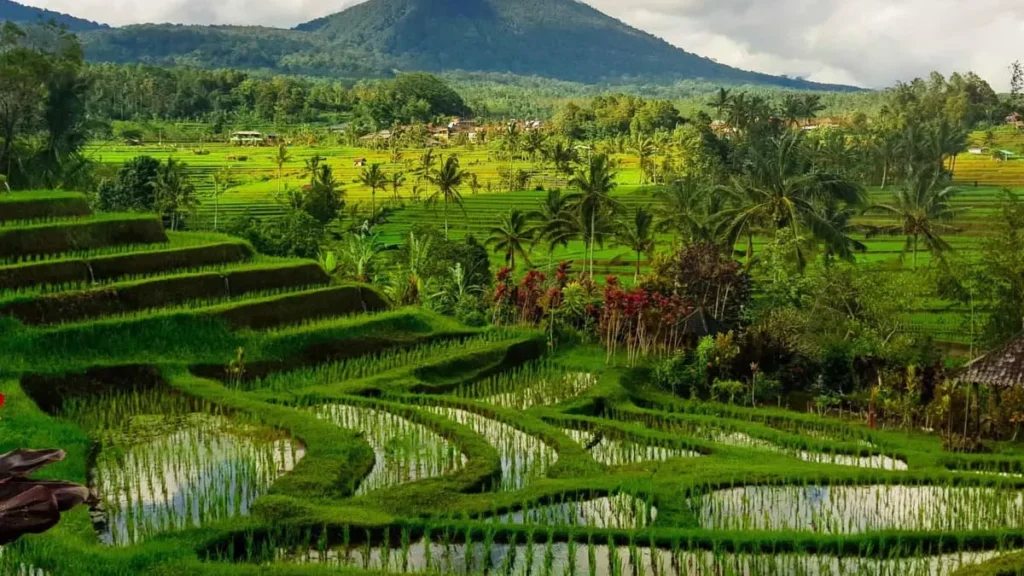 Beyond Tanah Lot, the Tabanan Where Bali Slows Down 3 Photo of Jatiluwih view in Tabanan Bali (IST)