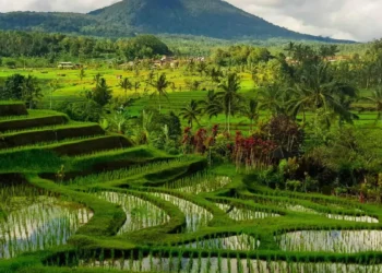 Beyond Tanah Lot, the Tabanan Where Bali Slows Down 40 Photo of Jatiluwih view in Tabanan Bali (IST)