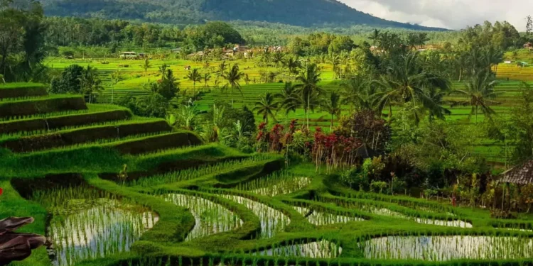 Beyond Tanah Lot, the Tabanan Where Bali Slows Down 37 Photo of Jatiluwih view in Tabanan Bali (IST)