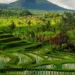 Beyond Tanah Lot, the Tabanan Where Bali Slows Down 46 Photo of Jatiluwih view in Tabanan Bali (IST)