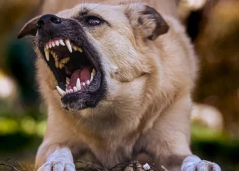 Illustration of a rabid dog.