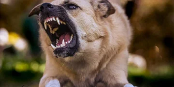 Illustration of a rabid dog.