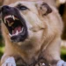 Illustration of a rabid dog.
