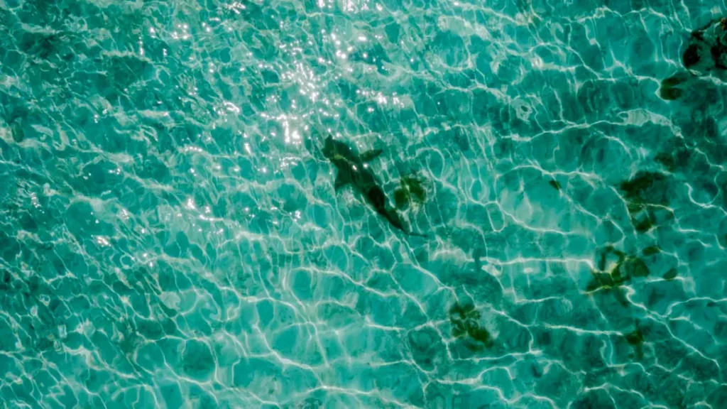 Illustration Photo of Sharks at Nusa Dua Beach, Bali