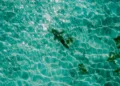 Illustration Photo of Sharks at Nusa Dua Beach, Bali