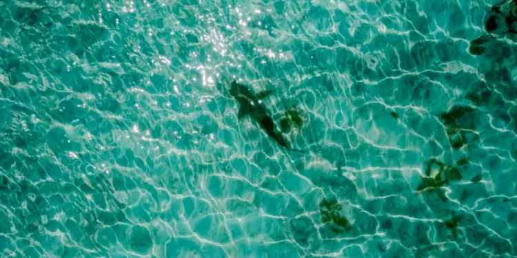 Illustration Photo of Sharks at Nusa Dua Beach, Bali