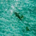 Illustration Photo of Sharks at Nusa Dua Beach, Bali