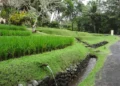 Subak Bali