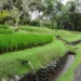 Saving Bali’s Subak in a Growing City Where Tradition Now Comes With a Salary 44 Subak Bali