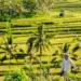 8 Best Places To Visit In Tabanan, Bali Beyond Canggu And Seminyak 45 8 Best Places To Visit In Tabanan