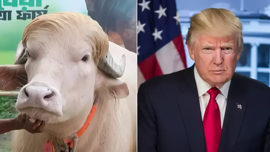An Albino Buffalo in Bangladesh Looks Like Donald Trump. Thousands Are Flocking to See It. 2 A blonde buffalo resembling Donald Trump has become a celebrity ahead of Eid al-Adha. (Photo: AFP)