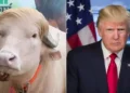 A blonde buffalo resembling Donald Trump has become a celebrity ahead of Eid al-Adha. (Photo: AFP)