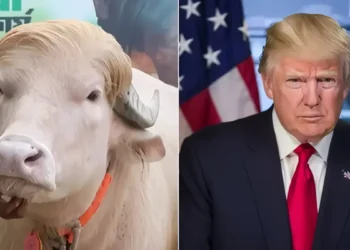 A blonde buffalo resembling Donald Trump has become a celebrity ahead of Eid al-Adha. (Photo: AFP)