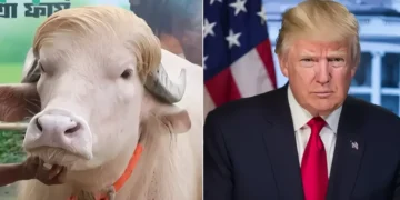 A blonde buffalo resembling Donald Trump has become a celebrity ahead of Eid al-Adha. (Photo: AFP)