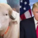 A blonde buffalo resembling Donald Trump has become a celebrity ahead of Eid al-Adha. (Photo: AFP)