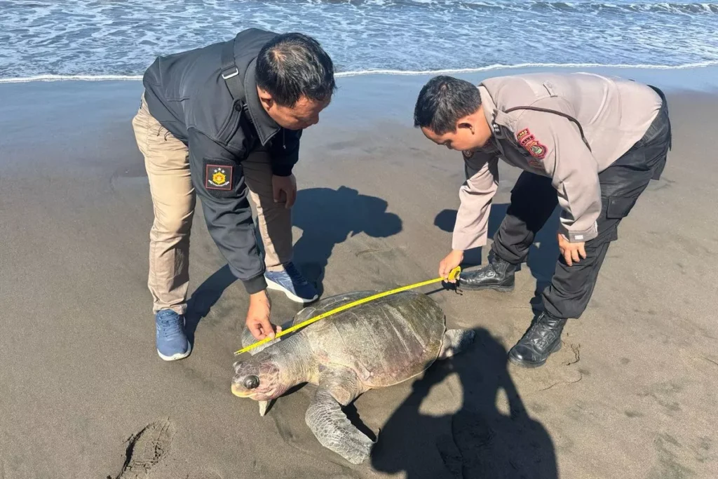 Police measure the carcass of a leatherback turtle that washed ashore on Yehembang Village Beach, Mendoyo District, Jembrana Regency, Bali, Tuesday (June 2, 2026). (Mendoyo Police.)