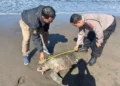 Police measure the carcass of a leatherback turtle that washed ashore on Yehembang Village Beach, Mendoyo District, Jembrana Regency, Bali, Tuesday (June 2, 2026). (Mendoyo Police.)