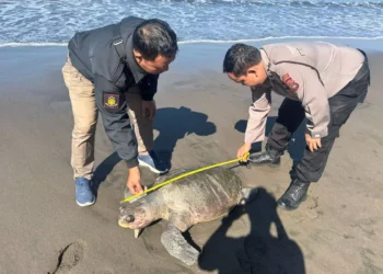Police measure the carcass of a leatherback turtle that washed ashore on Yehembang Village Beach, Mendoyo District, Jembrana Regency, Bali, Tuesday (June 2, 2026). (Mendoyo Police.)