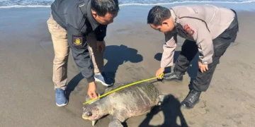 Police measure the carcass of a leatherback turtle that washed ashore on Yehembang Village Beach, Mendoyo District, Jembrana Regency, Bali, Tuesday (June 2, 2026). (Mendoyo Police.)