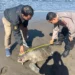 Police measure the carcass of a leatherback turtle that washed ashore on Yehembang Village Beach, Mendoyo District, Jembrana Regency, Bali, Tuesday (June 2, 2026). (Mendoyo Police.)