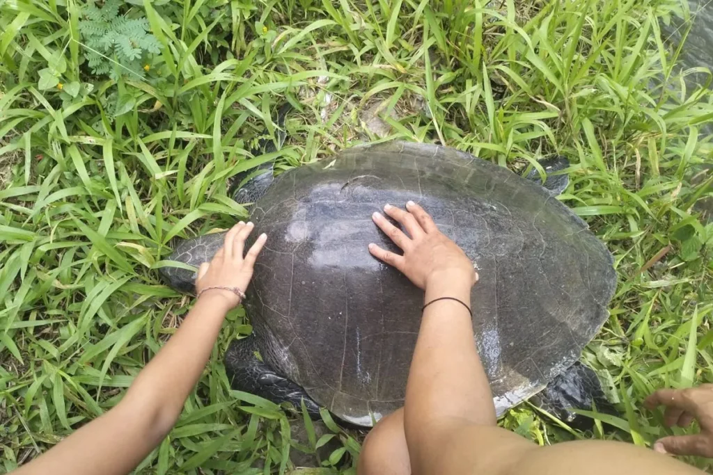 A leatherback turtle found by residents in a river in Baktiseraga Village, Buleleng District, Buleleng Regency, Bali, Thursday (June 12, 2026). (Penimbangan Lestari Monitoring Group.)