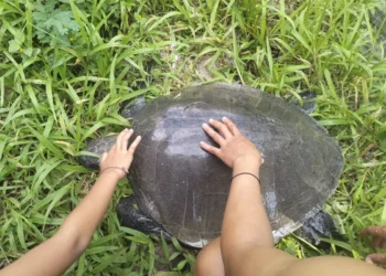 A leatherback turtle found by residents in a river in Baktiseraga Village, Buleleng District, Buleleng Regency, Bali, Thursday (June 12, 2026). (Penimbangan Lestari Monitoring Group.)