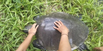 A leatherback turtle found by residents in a river in Baktiseraga Village, Buleleng District, Buleleng Regency, Bali, Thursday (June 12, 2026). (Penimbangan Lestari Monitoring Group.)