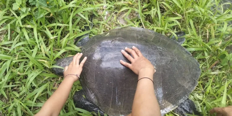A 50-Year-Old Sea Turtle Was Found Injured in a Bali River. Conservationists Suspect Human Involvement. 37 A leatherback turtle found by residents in a river in Baktiseraga Village, Buleleng District, Buleleng Regency, Bali, Thursday (June 12, 2026). (Penimbangan Lestari Monitoring Group.)