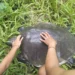 A 50-Year-Old Sea Turtle Was Found Injured in a Bali River. Conservationists Suspect Human Involvement. 44 A leatherback turtle found by residents in a river in Baktiseraga Village, Buleleng District, Buleleng Regency, Bali, Thursday (June 12, 2026). (Penimbangan Lestari Monitoring Group.)
