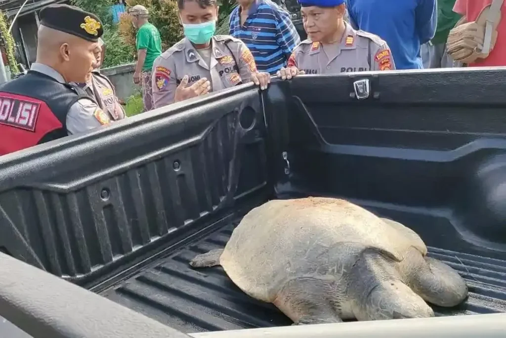 A Sea Turtle Appeared in a Bali Rice Irrigation Canal. Nobody Knows How It Got There. 1 A leatherback turtle was found by residents in an irrigation canal in Keramas Village, Blahbatuh District, Gianyar Regency, Bali, on Monday (June 15, 2026).