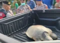A leatherback turtle was found by residents in an irrigation canal in Keramas Village, Blahbatuh District, Gianyar Regency, Bali, on Monday (June 15, 2026).