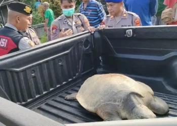 A leatherback turtle was found by residents in an irrigation canal in Keramas Village, Blahbatuh District, Gianyar Regency, Bali, on Monday (June 15, 2026).