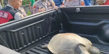 A leatherback turtle was found by residents in an irrigation canal in Keramas Village, Blahbatuh District, Gianyar Regency, Bali, on Monday (June 15, 2026).