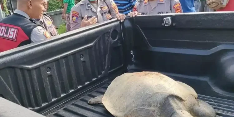 A Sea Turtle Appeared in a Bali Rice Irrigation Canal. Nobody Knows How It Got There. 37 A leatherback turtle was found by residents in an irrigation canal in Keramas Village, Blahbatuh District, Gianyar Regency, Bali, on Monday (June 15, 2026).