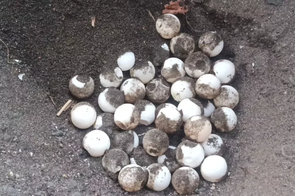 Dozens of turtle eggs were found in their nests on Camplung Beach, Banyuasri Village, Buleleng District, Buleleng Regency, Bali. (Kurma Segara Raksa Banyuasri Volunteers.)