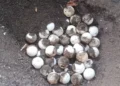Bali Fishermen Save 182 Endangered Turtle Eggs from Predators on Northern Coast 48 Dozens of turtle eggs were found in their nests on Camplung Beach, Banyuasri Village, Buleleng District, Buleleng Regency, Bali. (Kurma Segara Raksa Banyuasri Volunteers.)