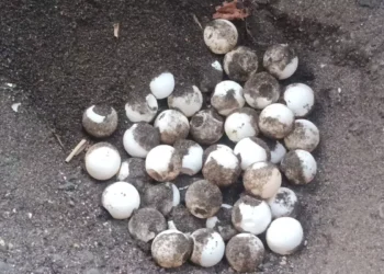 Bali Fishermen Save 182 Endangered Turtle Eggs from Predators on Northern Coast 40 Dozens of turtle eggs were found in their nests on Camplung Beach, Banyuasri Village, Buleleng District, Buleleng Regency, Bali. (Kurma Segara Raksa Banyuasri Volunteers.)