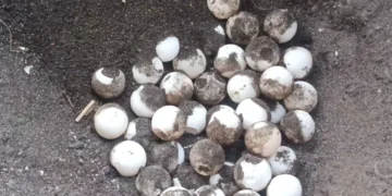Bali Fishermen Save 182 Endangered Turtle Eggs from Predators on Northern Coast 2 Dozens of turtle eggs were found in their nests on Camplung Beach, Banyuasri Village, Buleleng District, Buleleng Regency, Bali. (Kurma Segara Raksa Banyuasri Volunteers.)