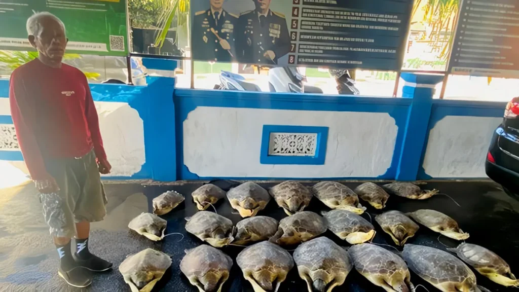 Bali Police Rescue 21 Endangered Sea Turtles as Wildlife Smuggling Network Comes Under Investigation 1 Photo: A man with the initials KS (67) and 21 smuggled green turtles were detained by the Bali Regional Police's Law Enforcement Sub-Directorate. (Doc. Bali Regional Police)