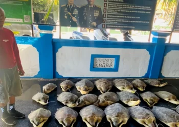Bali Police Rescue 21 Endangered Sea Turtles as Wildlife Smuggling Network Comes Under Investigation 41 Photo: A man with the initials KS (67) and 21 smuggled green turtles were detained by the Bali Regional Police's Law Enforcement Sub-Directorate. (Doc. Bali Regional Police)