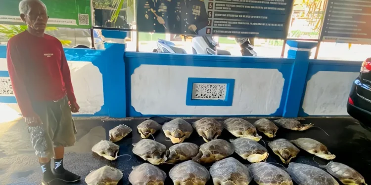 Bali Police Rescue 21 Endangered Sea Turtles as Wildlife Smuggling Network Comes Under Investigation 37 Photo: A man with the initials KS (67) and 21 smuggled green turtles were detained by the Bali Regional Police's Law Enforcement Sub-Directorate. (Doc. Bali Regional Police)